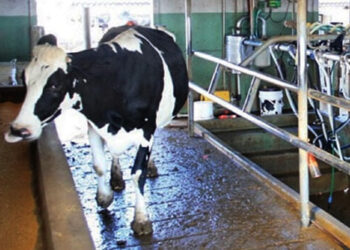 Lanzan créditos a valor producto por hasta 700.000 pesos para tamberos