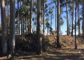 CODESAL intensifica las tareas de limpieza y retiro de residuos forestales en el perilago