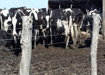 Con nuevas normativas mejora la perspectiva de tambos queserías de Entre Ríos