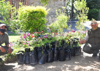 La CARU donó árboles nativos al Parque San Carlos