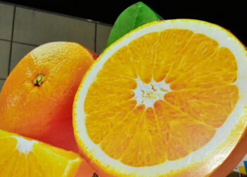 Se encuentra abierta la inscripción para participar del patio gastronómico en la Fiesta de la Citricultura