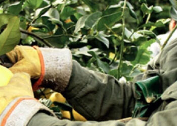 Programa Intercosecha 2021