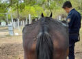 Rescatan caballos en situación de maltrato