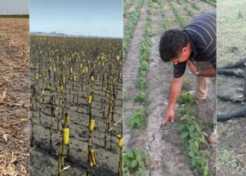 Piden declarar a Entre Ríos «zona de desastre agropecuario»