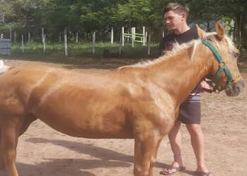 El Centro de Cuidados Ecuestre Municipal continúa con los rescates de equinos