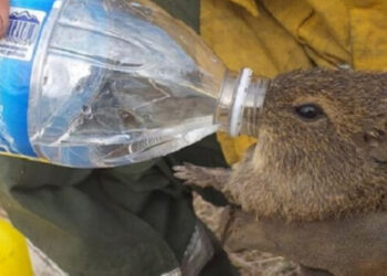 Concordia Solidaria: Campaña para ayudar a Corrientes