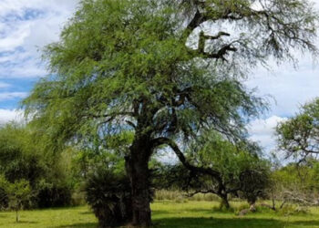 Entre Ríos trabaja en la preservación de sus ecosistemas