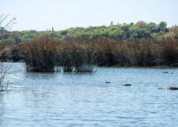 Presentan el proyecto de Ley de Humedales por cuarta vez