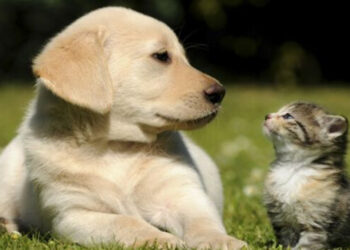 El municipio impulsa el ciclo de charlas sobre tenencia responsable de mascotas