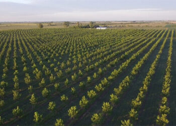 Entre Ríos concentra el 70 por ciento de la producción nacional de nuez pecán