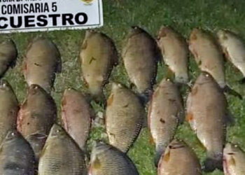 Se decomisaron cerca de 100 bogas en operativos de fiscalización