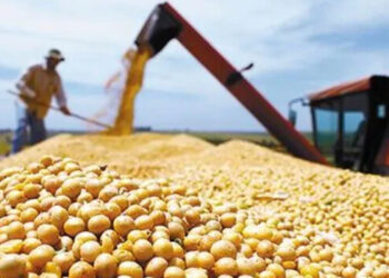 Dólar soja: Entre Ríos vendió el 3,3% del total nacional
