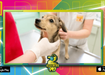 Veterinaria municipal: cronograma de castraciones para los barrios de Concordia