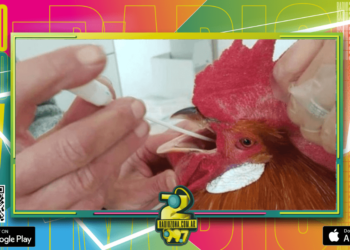 La avícola correntina que resistió la matanza de 200.000 gallinas por parte de Senasa tenía razón: El segundo análisis dió negativo