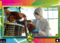 Salud activo medidas de control a quienes tomaron contacto con las aves afectadas por la gripe aviar