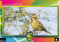Aves y mamíferos autóctonos de Entre Ríos fueron declarados monumentos naturales