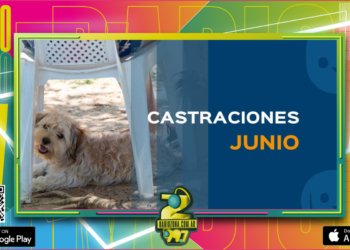 Veterinaria municipal: cronograma de castraciones para los barrios de Concordia