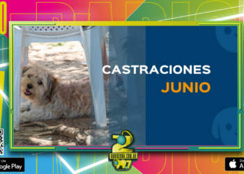 Veterinaria Municipal: cronograma de castraciones para los barrios de Concordia