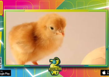 La inteligencia artificial resolvió el mayor dilema de la humanidad: ¿primero el huevo o la gallina?