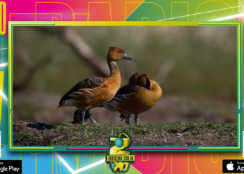 Más de 10 mil personas firman petición para que el gobierno de Entre Ríos suspenda la matanza de animales autóctonos en cotos de caza