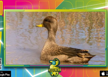 La justicia prohibió la caza de animales autóctonos que había permitido el gobierno de entre ríos