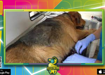 Veterinaria Municipal: cronograma de castraciones para los barrios de concordia