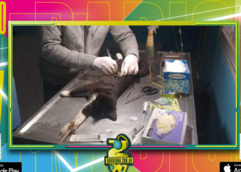 Veterinaria Municipal: cronograma de castraciones para los barrios de Concordia