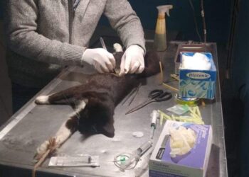 Veterinaria Municipal: cronograma de castraciones para los barrios de Concordia