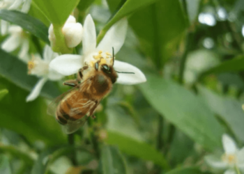 Sorpresa en Argentina: descubren 4 nuevas especies de abejas, ¿por qué es una buena noticia para el medio ambiente?