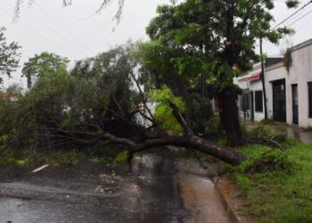 Distintas áreas de la municipalidad intervienen ante la caída de árboles por el temporal
