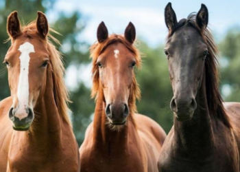 Senasa confirmó 324 brotes de encefalomielitis equina