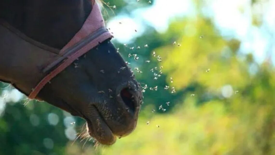 Confirman en Entre Ríos caso de Encefalitis Equina en humano