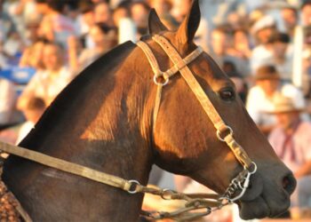 Establecen vacunación obligatoria contra encefalomielitis equina en todo el país