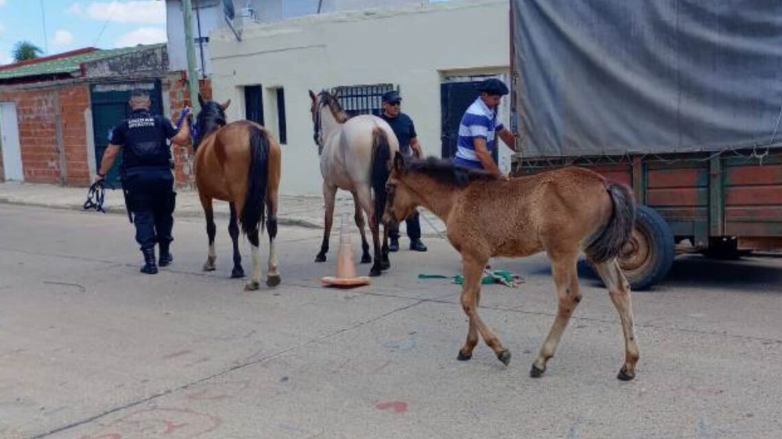 La Municipalidad secuestró tres equinos que estaban sueltos en la vía pública