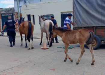 La Municipalidad secuestró tres equinos que estaban sueltos en la vía pública