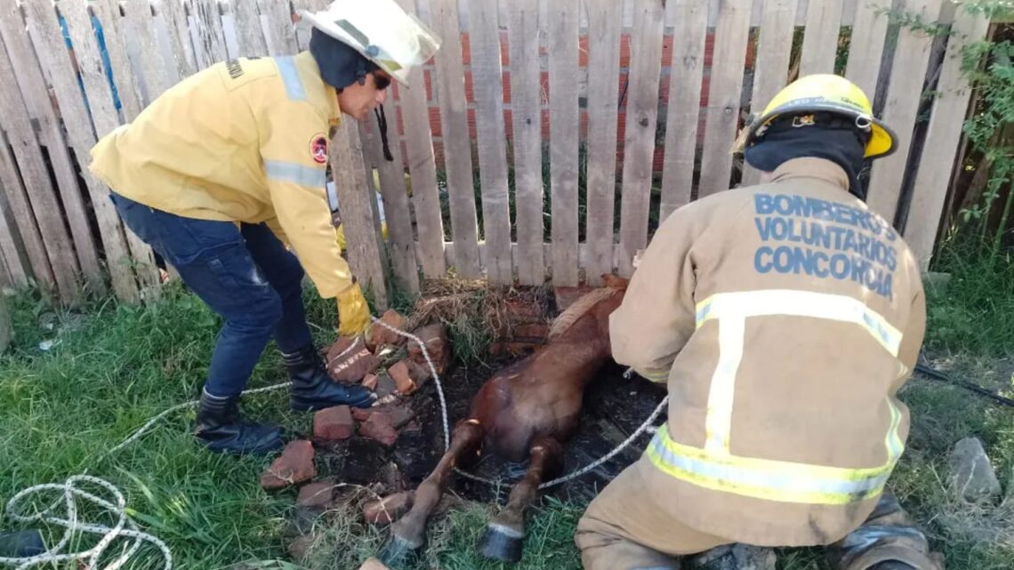 Bomberos Voluntarios rescatan a un equino que cayó en un pozo