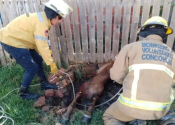 Bomberos Voluntarios rescatan a un equino que cayó en un pozo