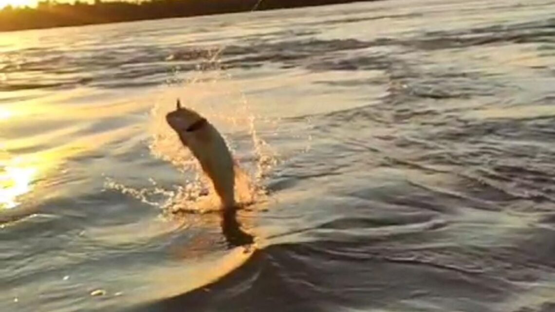 Se portergó la Pesca del Dorado