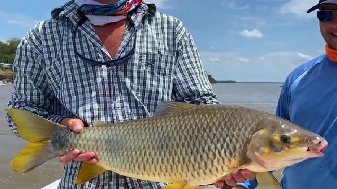 Desafíos y problemáticas en el comercio de pescados de río y mar en Concordia