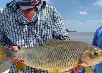 Desafíos y problemáticas en el comercio de pescados de río y mar en Concordia