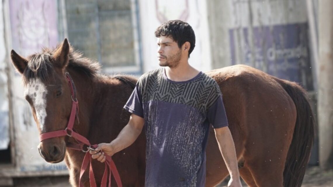 Entrega de equinos en adopción
