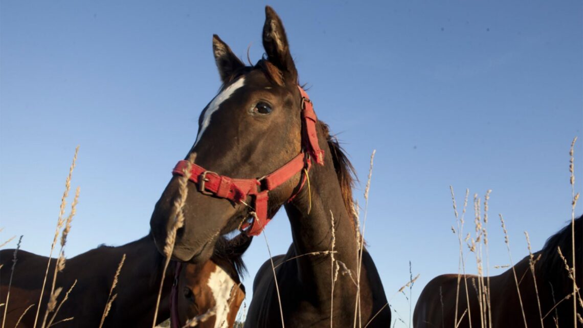 Encefalitis equina: Se confirmaron dos nuevos casos en Entre Ríos en pacientes atendidos en diciembre