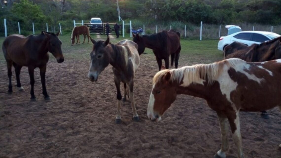 La municipalidad de concordia impulsa una medida para priorizar el bienestar de los equinos