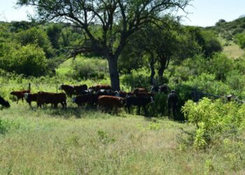 La ciencia y la tecnología al servicio de la conservación de bosques y regeneración de áreas degradadas