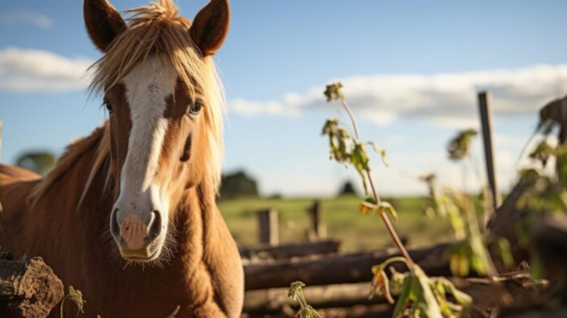Se confirmaron dos nuevos casos de encefalitis equina en Entre Ríos: los pacientes ya tienen el alta