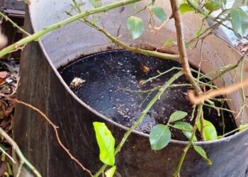 Dengue: la subsecretaría de salud pide a la comunidad mantener las medidas preventivas