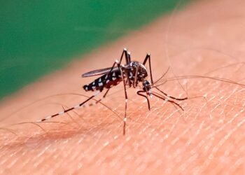 Síntomas que quedan después de tener dengue