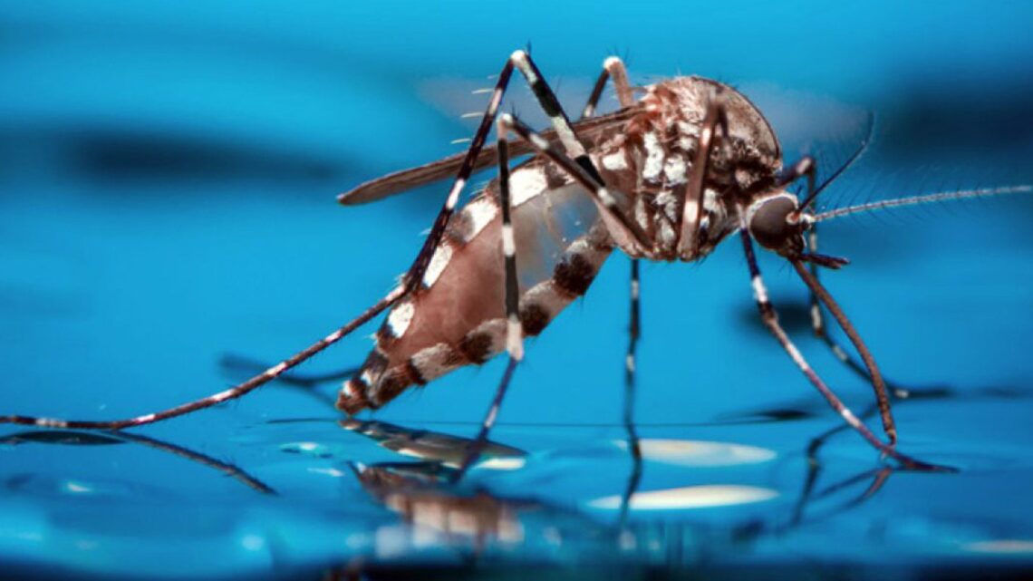 Se registraron 2.460 casos de dengue en Entre Ríos