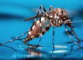 Se registraron 2.460 casos de dengue en Entre Ríos