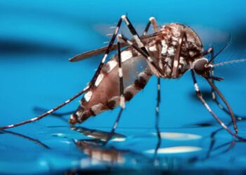 Se registraron 2.460 casos de dengue en Entre Ríos